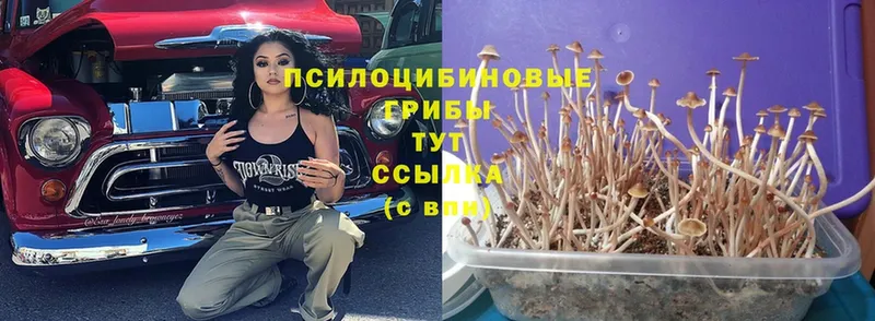 где купить   Гаврилов Посад  mega ССЫЛКА  Псилоцибиновые грибы Psilocybine cubensis 